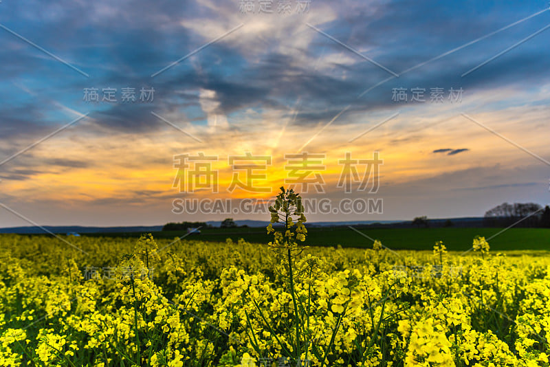 油菜田里的夕阳