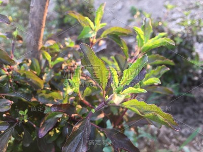 花园里的红罗勒