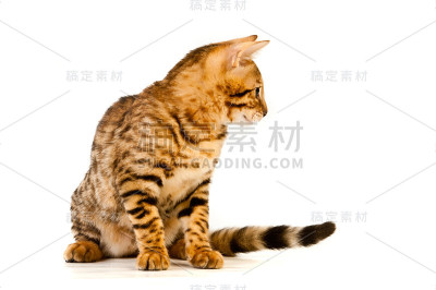 老虎和豹颜色的猫的品种