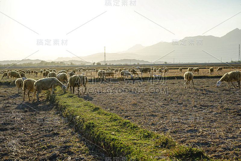 在稀树草原上的一群羊(越南宁顺省潘朗)。背景是山脉。