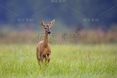 野生的鹿