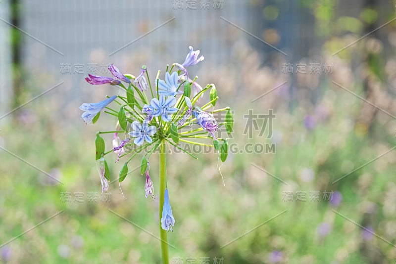 爱情花