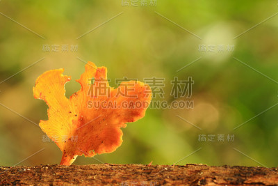 蘑菇