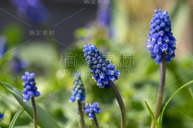 杏树开花植物，蓝色的春天球茎葡萄风信子花在花园里盛开