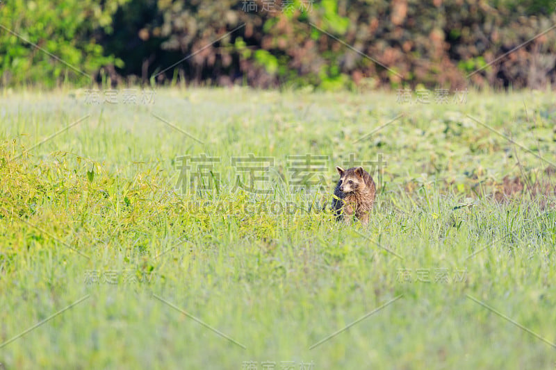 在阿肯色的光头Knob国家野生动物保护区，一只浣熊在回到捕猎食物之前，要抬起头来确保海岸安全。