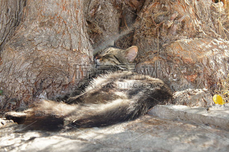 克里特岛阿格尼古劳斯的流浪猫