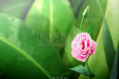 粉红色的桔梗花和绿色的芭蕉叶