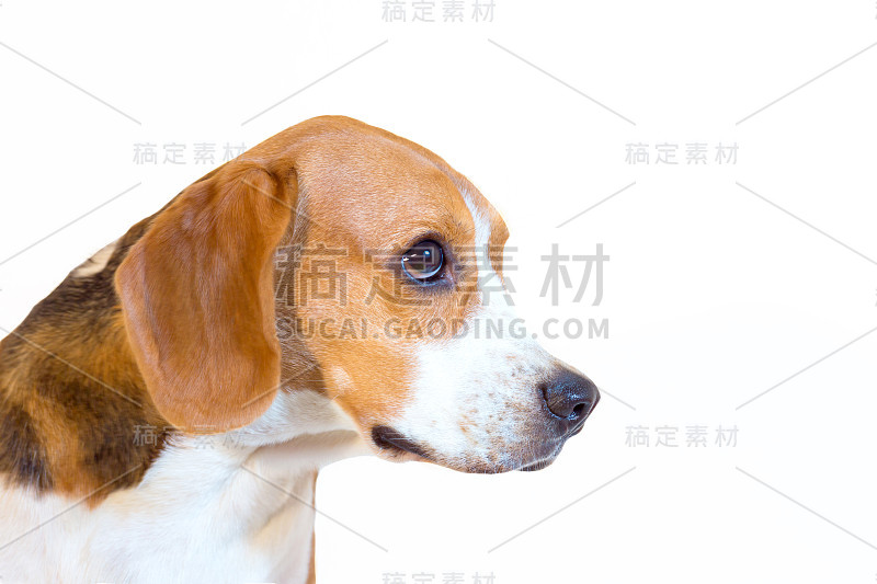 小比格犬侧视图肖像画室