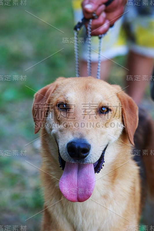 犬种俄罗斯猎犬