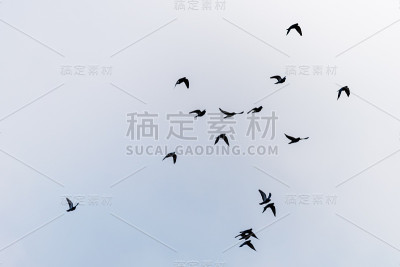 天空中飞翔的鸟儿
