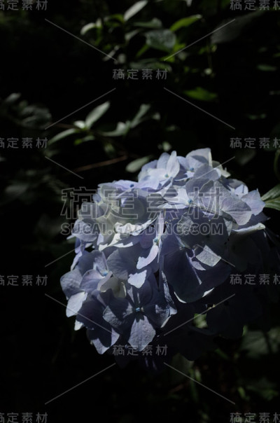 浅蓝色的绣球花