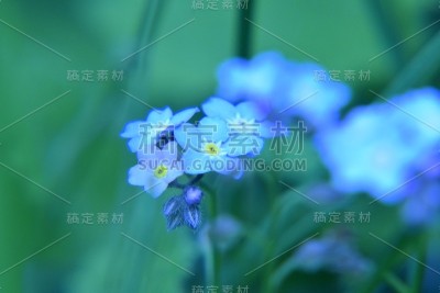 凋谢的勿忘我，蓝色的花