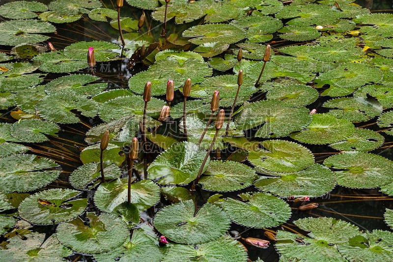 池塘里睡莲的花蕾