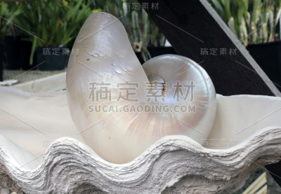 贝壳
