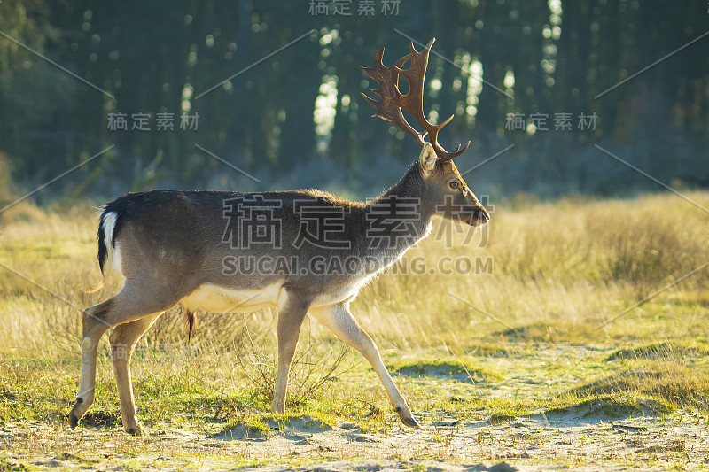 有大鹿角的黇鹿Dama Dama在沙丘景观中觅食