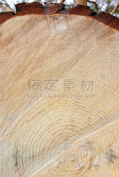 木材横截