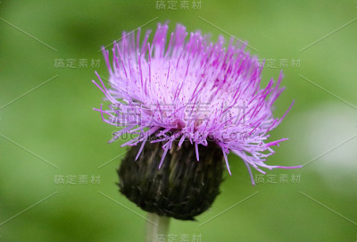 森林里的野花