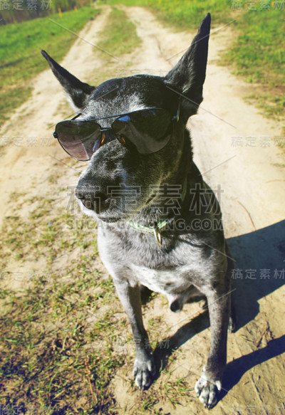 戴着墨镜的灰色牧羊犬