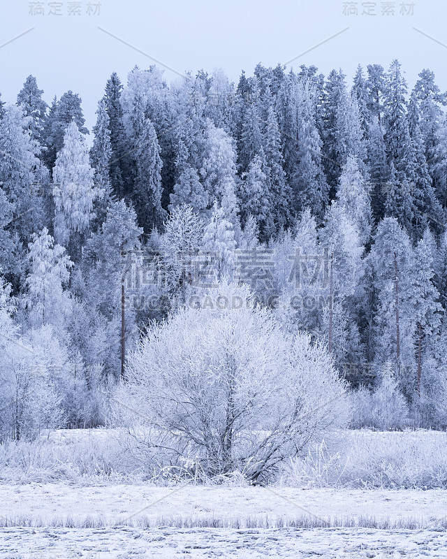 在芬兰，白天有结霜的树木和雪的冬季景观