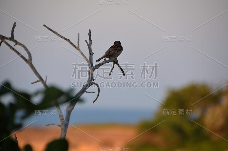 麻雀在树枝