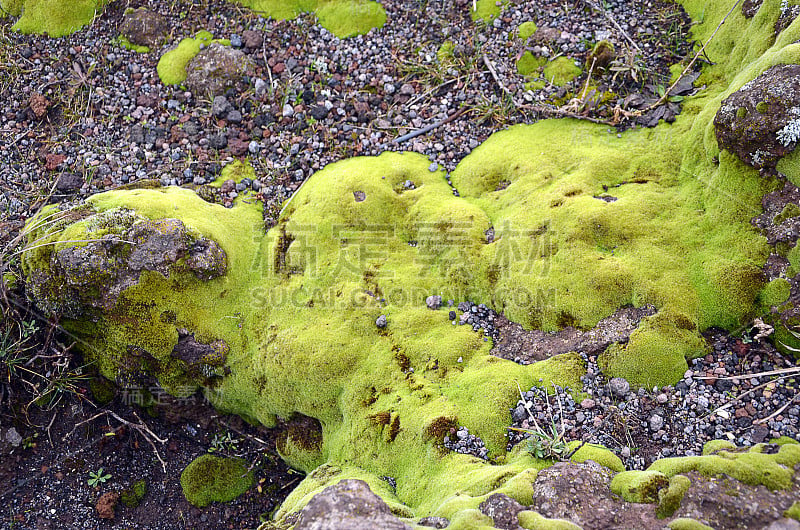 自然界火山岩上的青苔