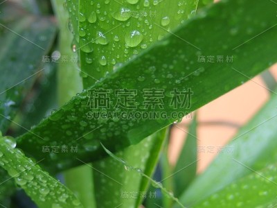 露兜/露兜的大梢