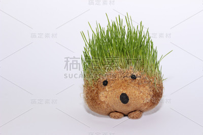 刺猬——小麦