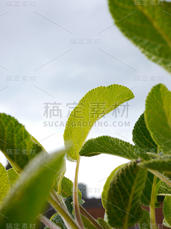 绿色植物，鼠尾草鼠尾草