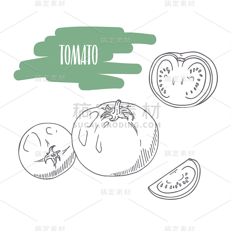 Hand drawn tomato isolated on white. Sketch style 