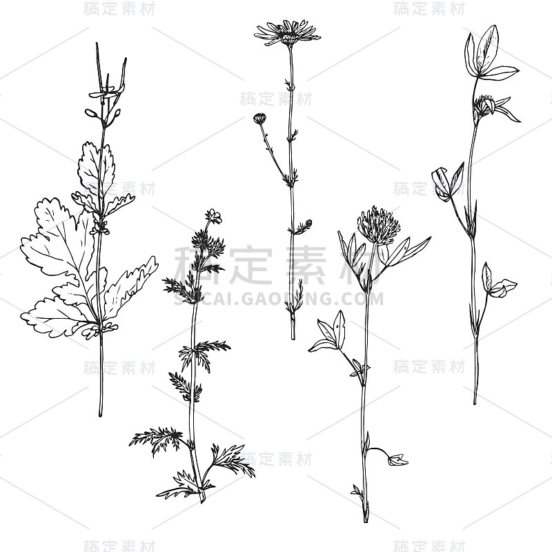 一套水墨画药草