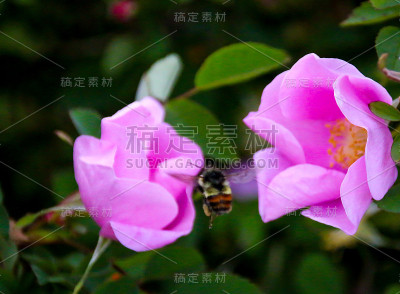 授粉