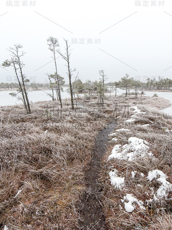 冰雪景观在寒冷的冬天沼泽