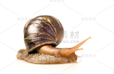 蜗牛在白