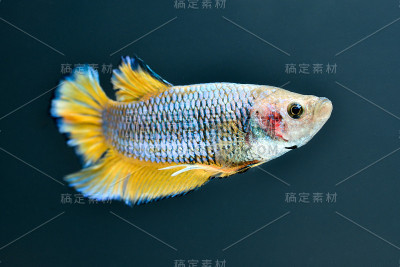 暹罗斗鱼