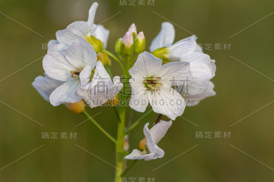 白花酢浆草(cardamine pratensis)