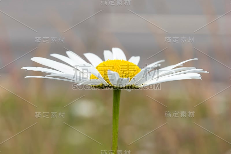 Oxeye雏菊花近距离