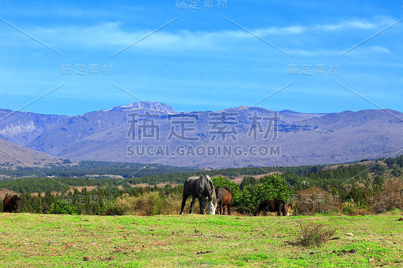 牧马纸，哈拉桑，草地，牧场，田野，马，jejuma