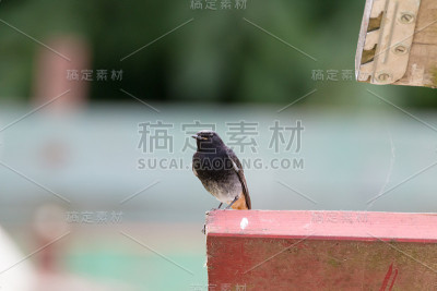 黑色红尾鸲