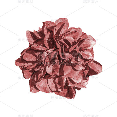 俯视图洋红花孤立照片