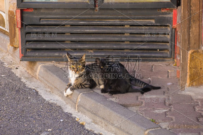 Buyukada街猫