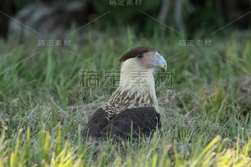 冠毛犬腿