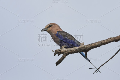 蓝腹辊(Coracias cyanogaster)