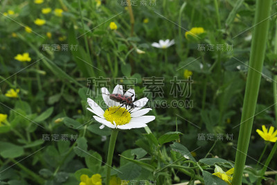 雏菊上的红色昆虫。
