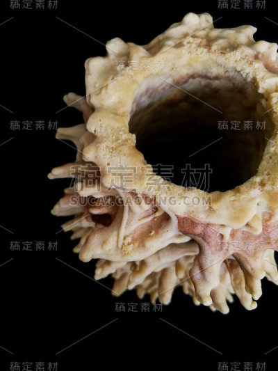 Sakotis是立陶宛传统美食蛋糕