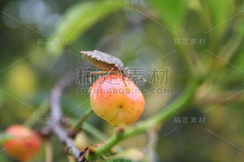 酸樱桃果上的棕色硬斑盾虫