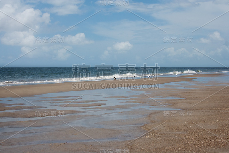 海滩鸟