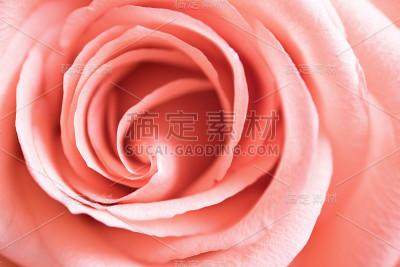 粉色玫瑰