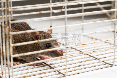 近距离观察困在金属笼子里的焦虑老鼠
