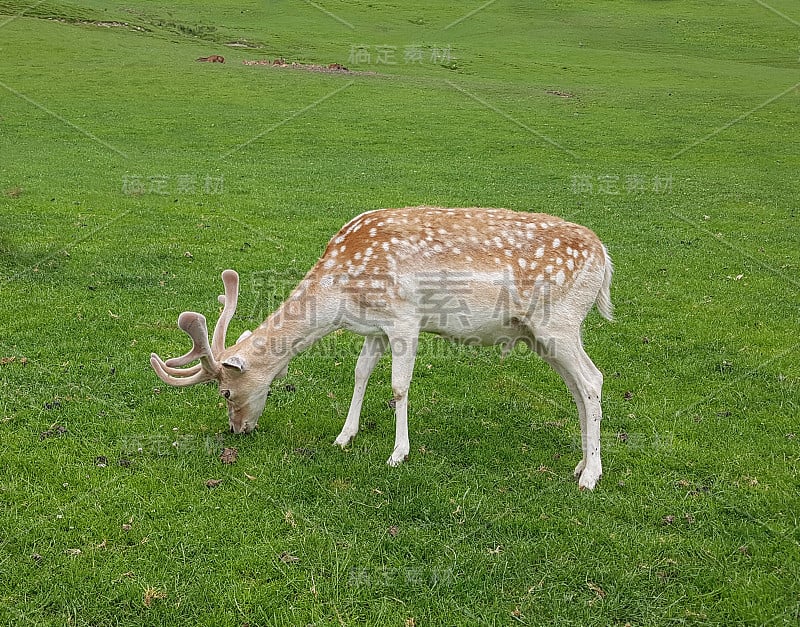 梅花鹿,Cervus日本