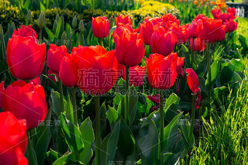 花园里的红色郁金香;微距摄影;盛开的空地;明亮的背景